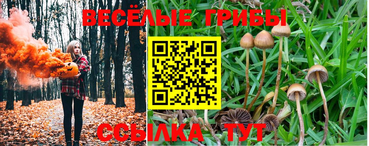 Галлюциногенные грибы прущие грибы  Вход с VPN  Зеленогорск  где купить   Псилоцибиновые грибы Cubensis 